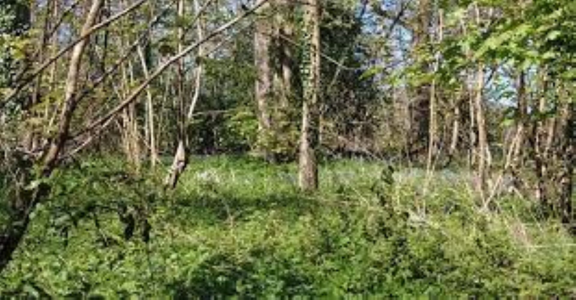 Natural Woodland Sympathy Collection