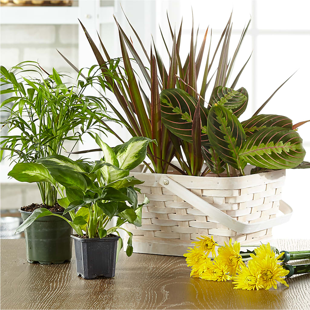 Florist Designed Blooming and Green Plants in a Basket – North Star Blooms, Roseville MN