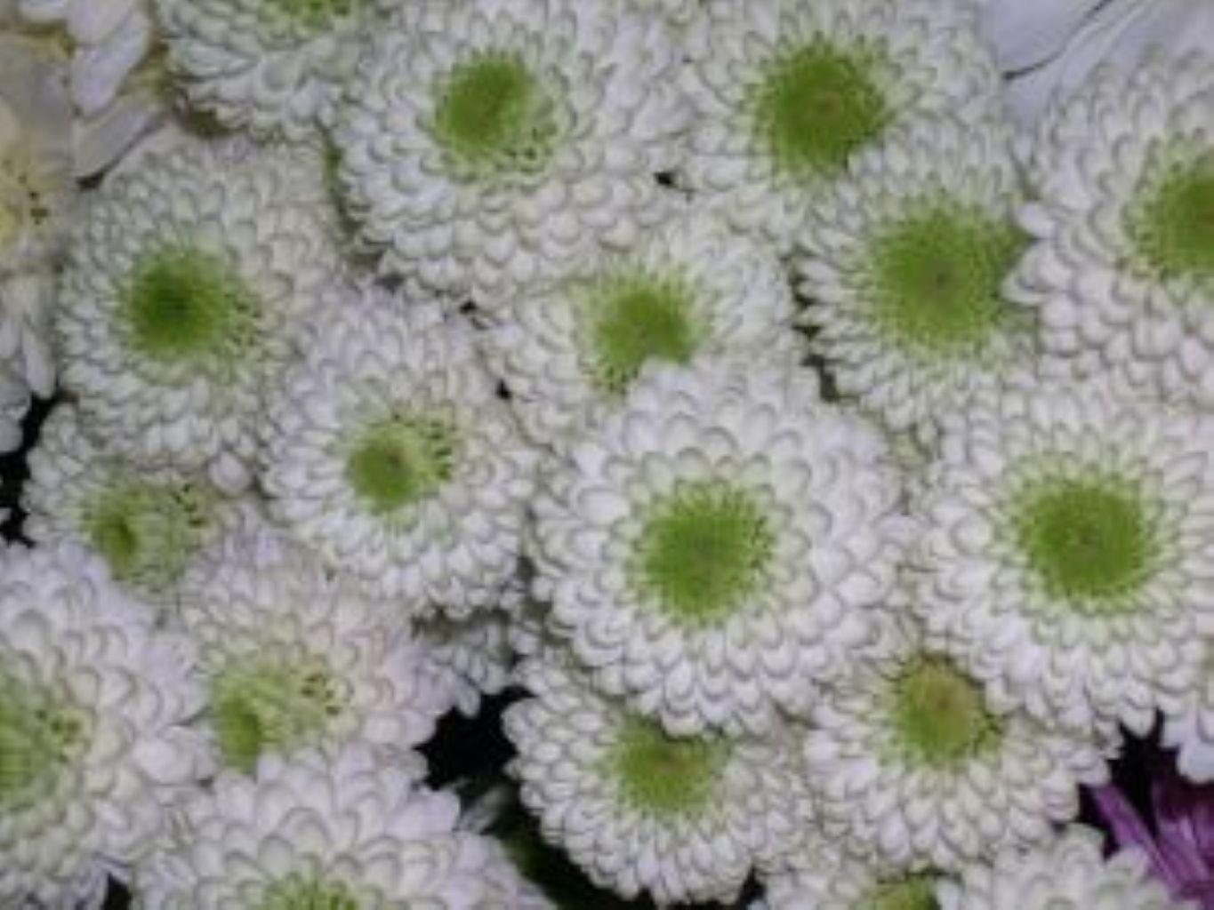 Button White - 5 t0 7 Stem Bunches