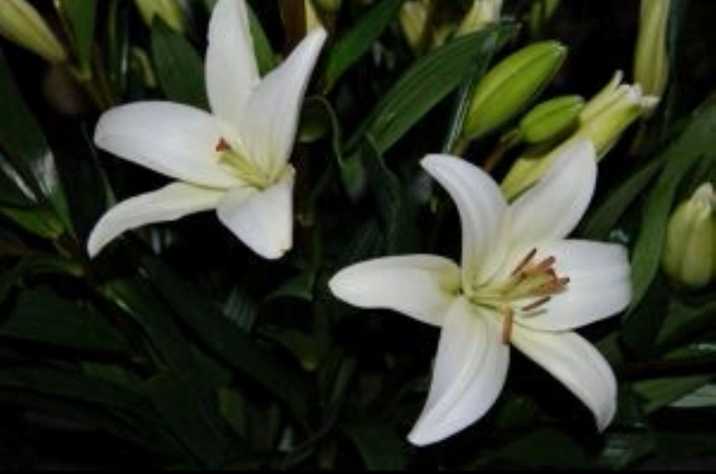 Lily White LA Hybrid