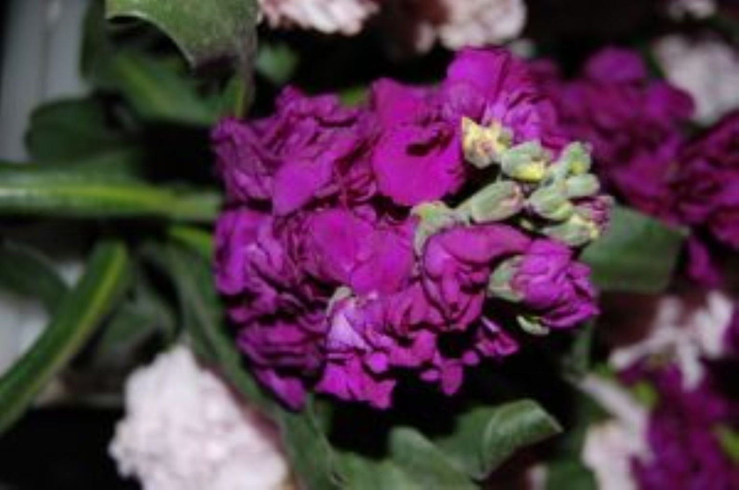 Stock ( More Colors ) – North Star Blooms, Roseville MN