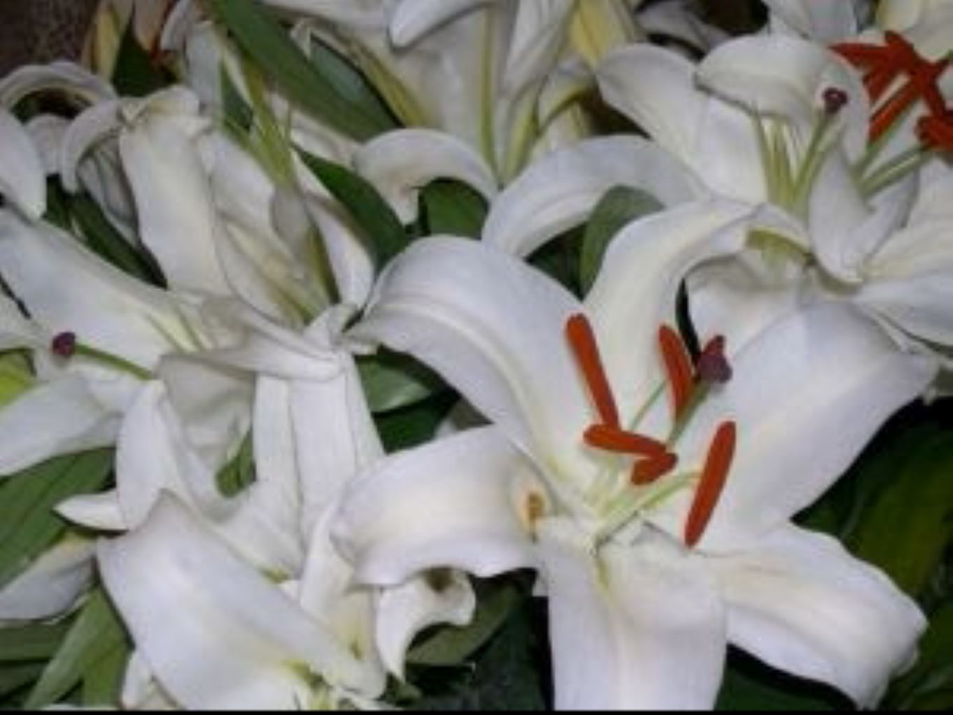 White Oriental Lily 10 Stem Bunch