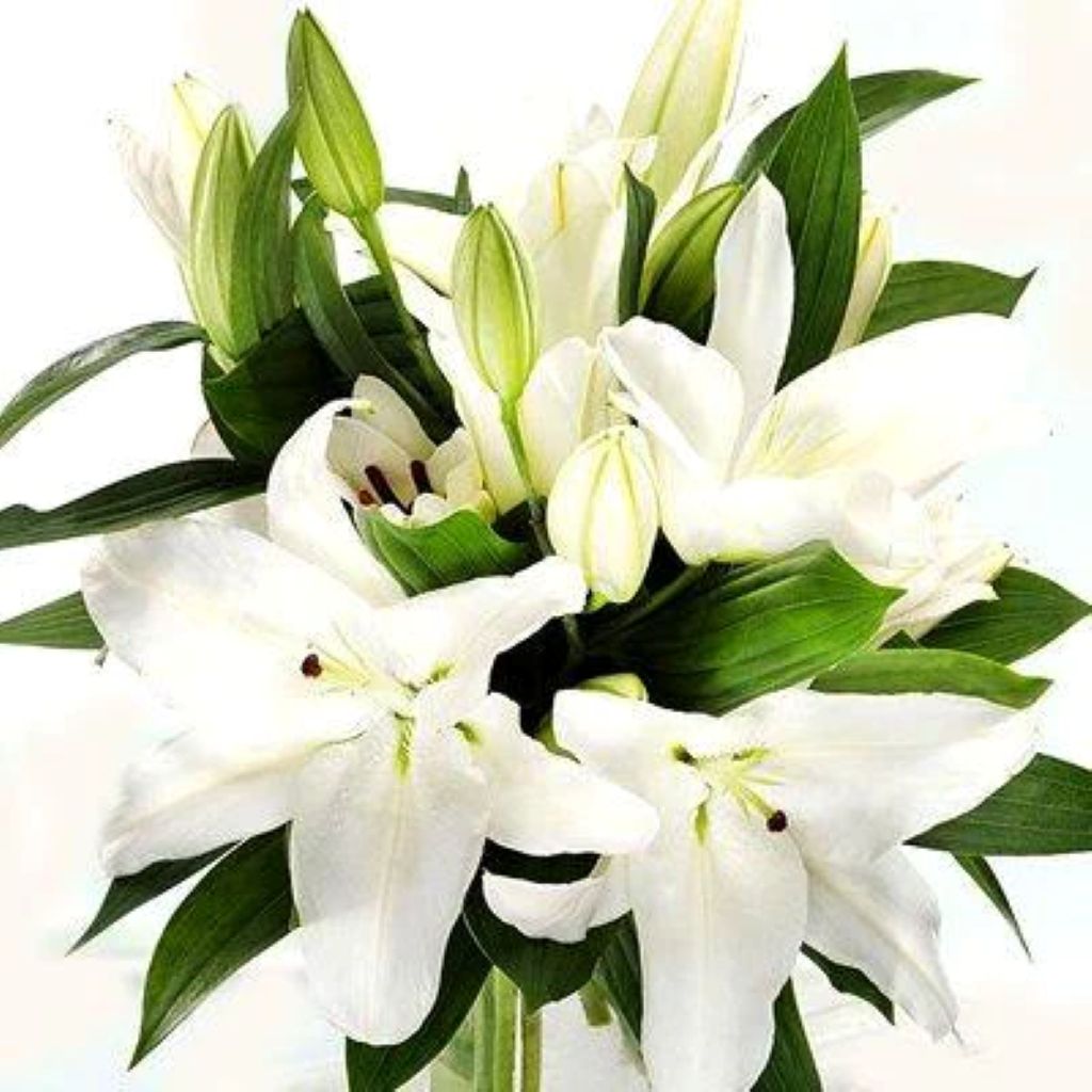 Lily Oriental White – North Star Blooms, Roseville MN