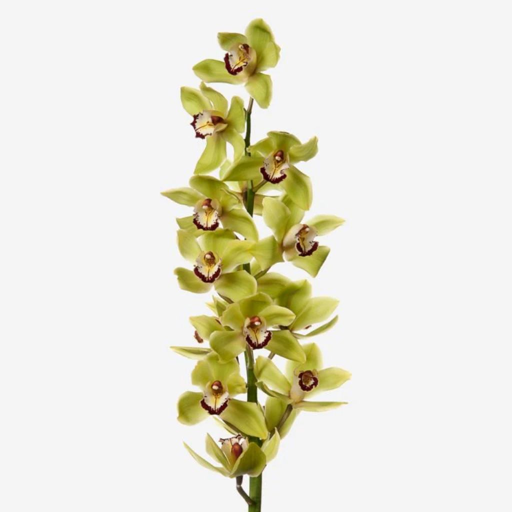Cymbidium Orchid ( More Colors )
