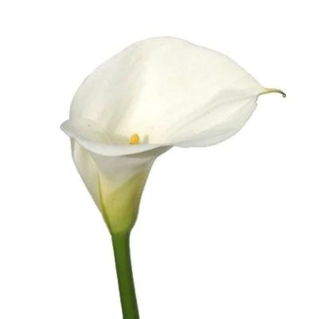 Calla lily Mini ( More Colors)