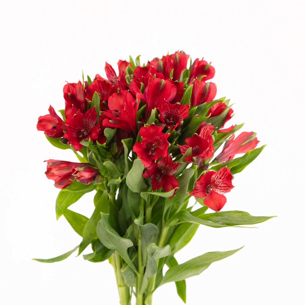 Alstroemeria ( More Colors)