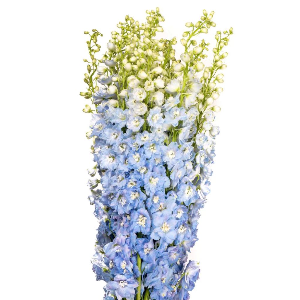 Delphinium ( More Colors)
