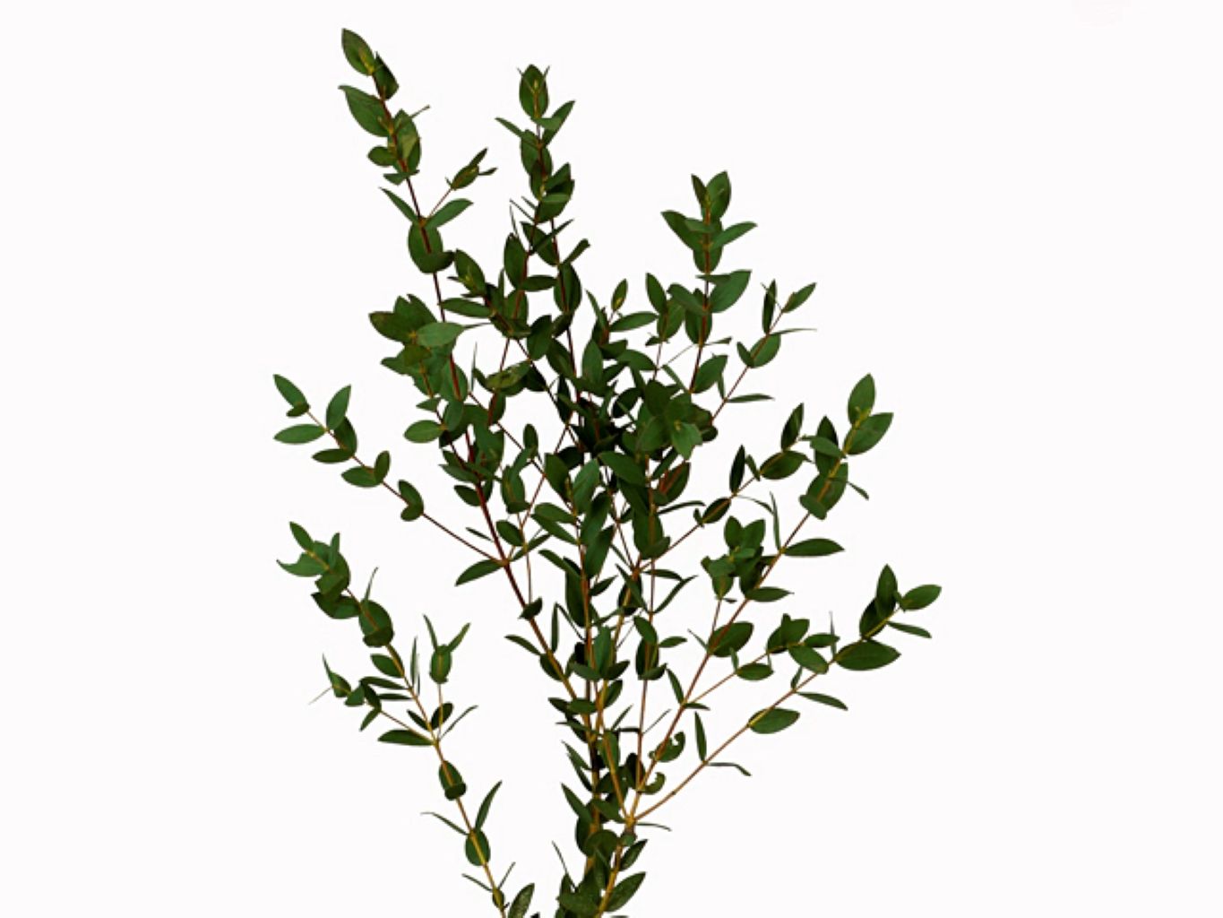 Eucalyptus – North Star Blooms, Roseville MN
