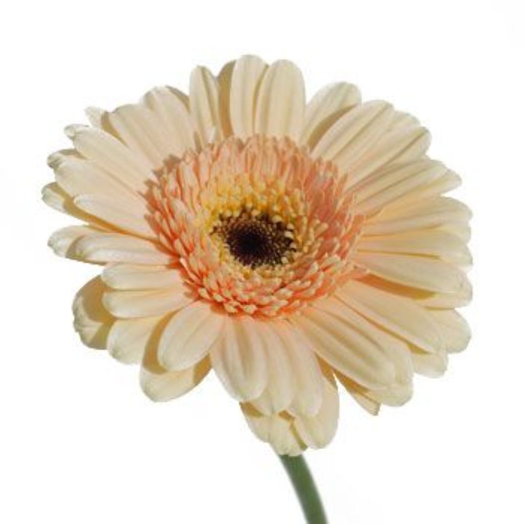 Gerbera Large ( More Colors)