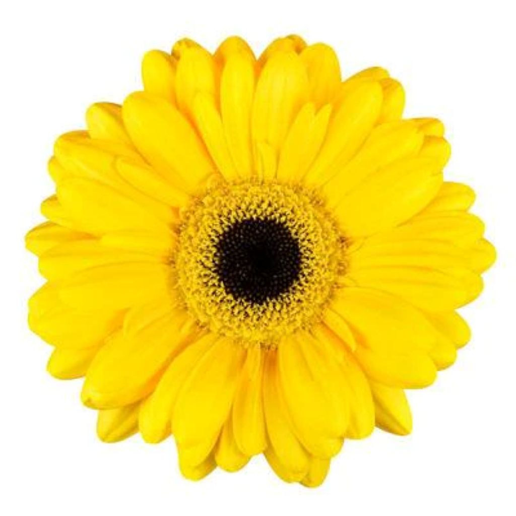 Gerbera Large ( More Colors) – North Star Blooms, Roseville MN