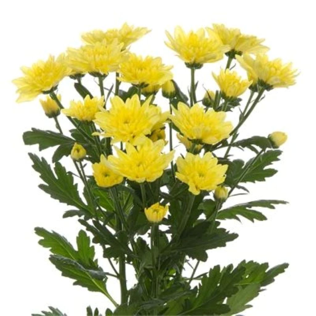 Chrysanthemum Flat Cushion – North Star Blooms, Roseville MN