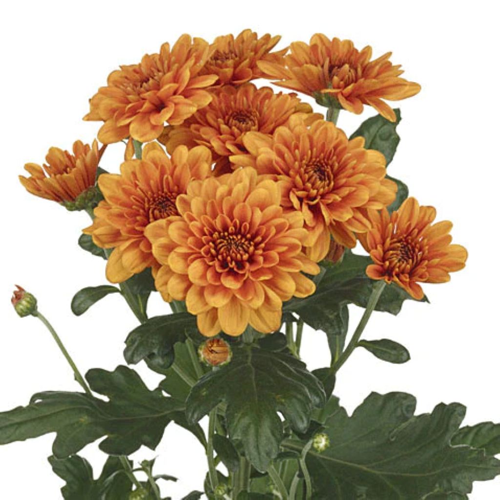 Chrysanthemum Flat Cushion