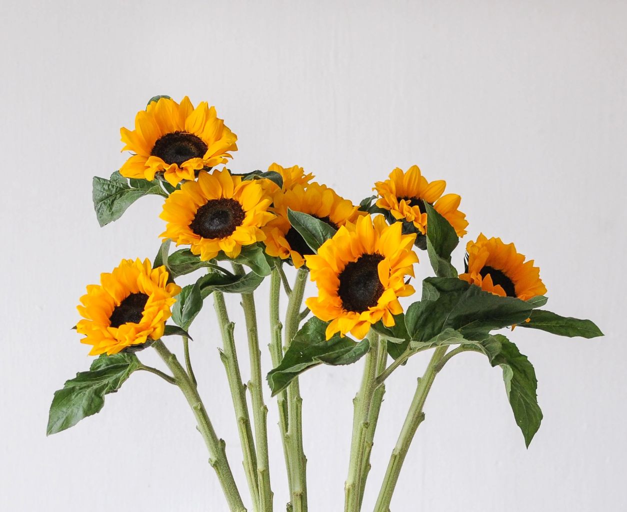 Sunflowers – North Star Blooms, Roseville MN