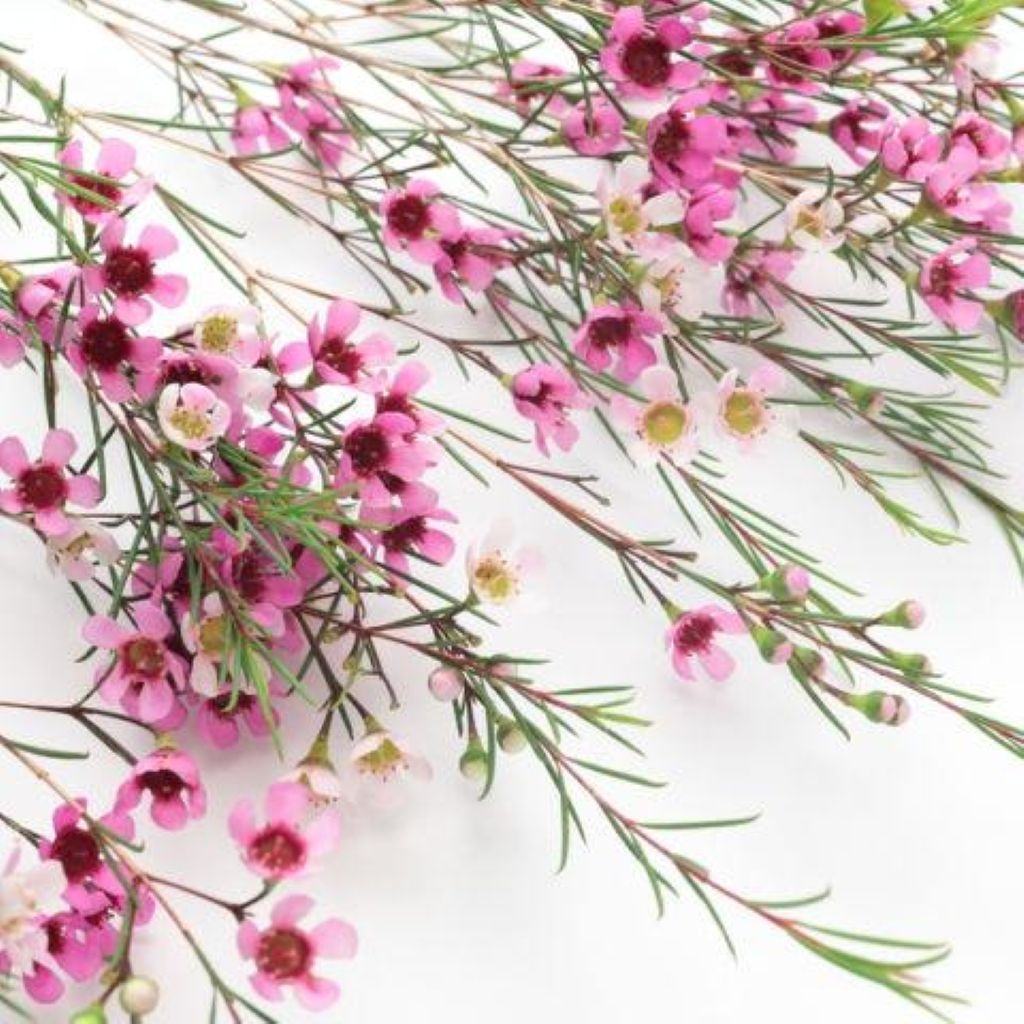Wax Flower ( More Colors) – North Star Blooms, Roseville MN