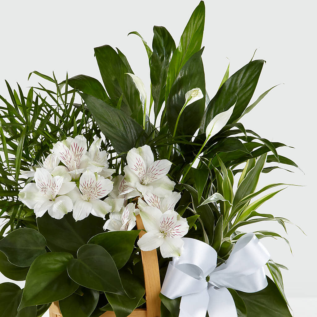Peace & Serenity Dishgarden – North Star Blooms, Roseville MN