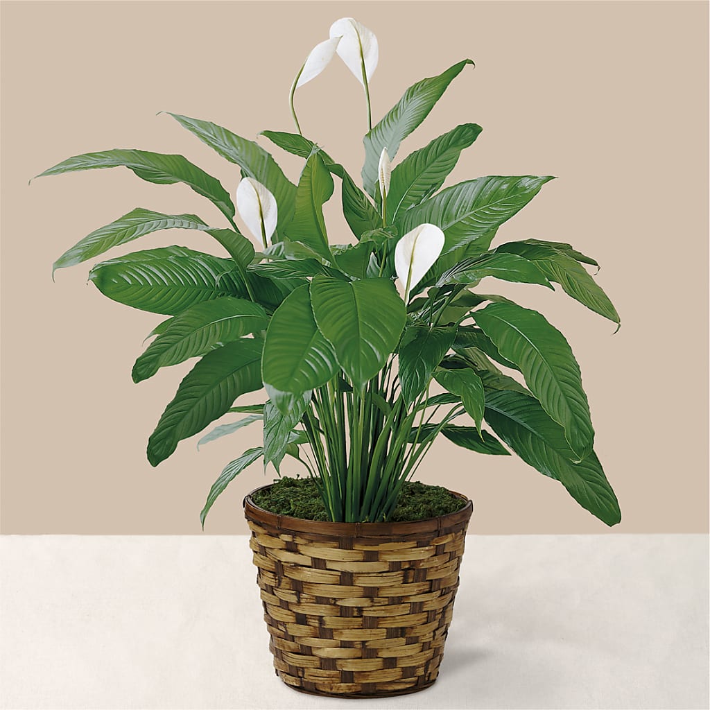 Tranquil Moments Peace Lily Plant – North Star Blooms, Roseville MN