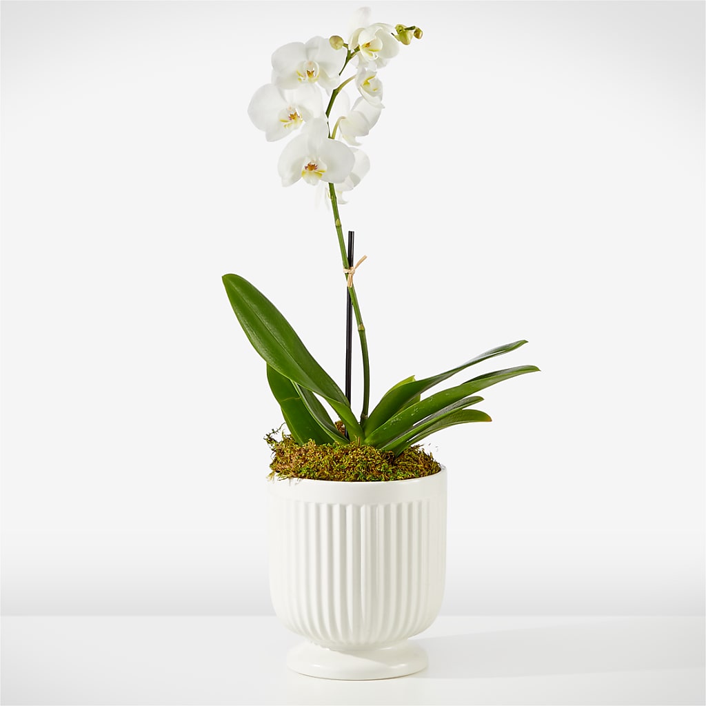 Whispering White Orchid – North Star Blooms, Roseville MN