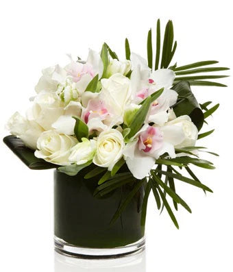 Blanco – North Star Blooms, Roseville MN