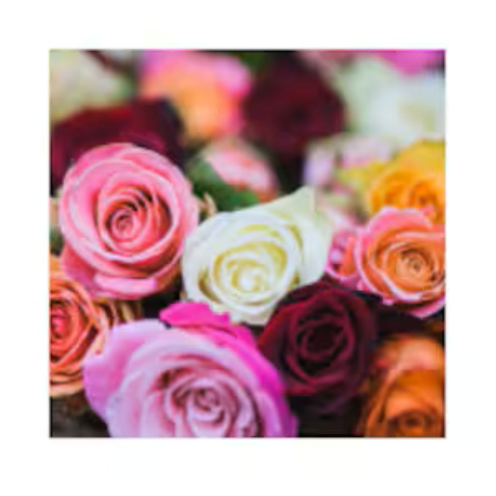 Add Extra Roses To Order in a Complementary Color – North Star Blooms, Roseville MN