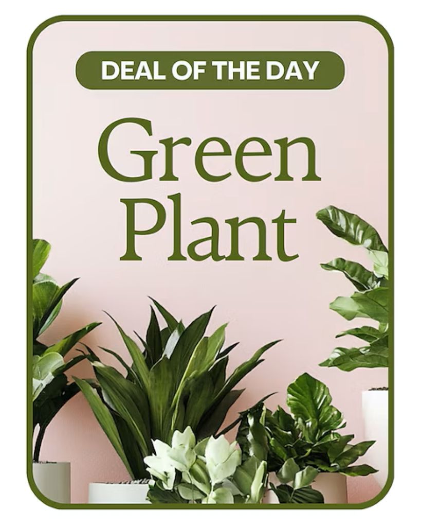 Green Plant Deal of the Day – North Star Blooms, Roseville MN