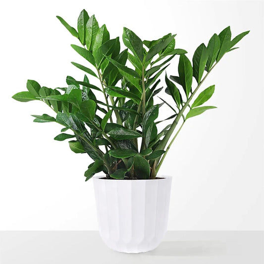 6" ZZ Plant