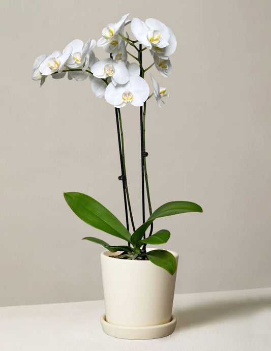 Monthly Orchid Plant