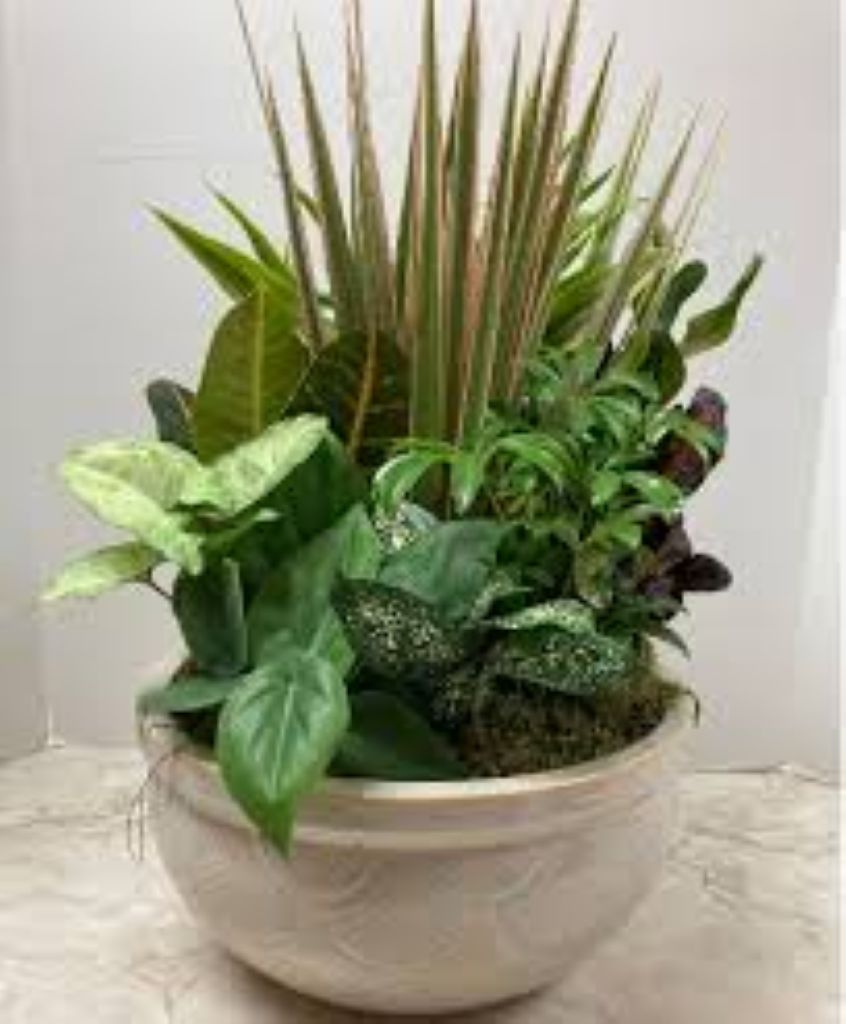 Mixed Green Plants In Dish Garden Monthly – North Star Blooms, Roseville MN