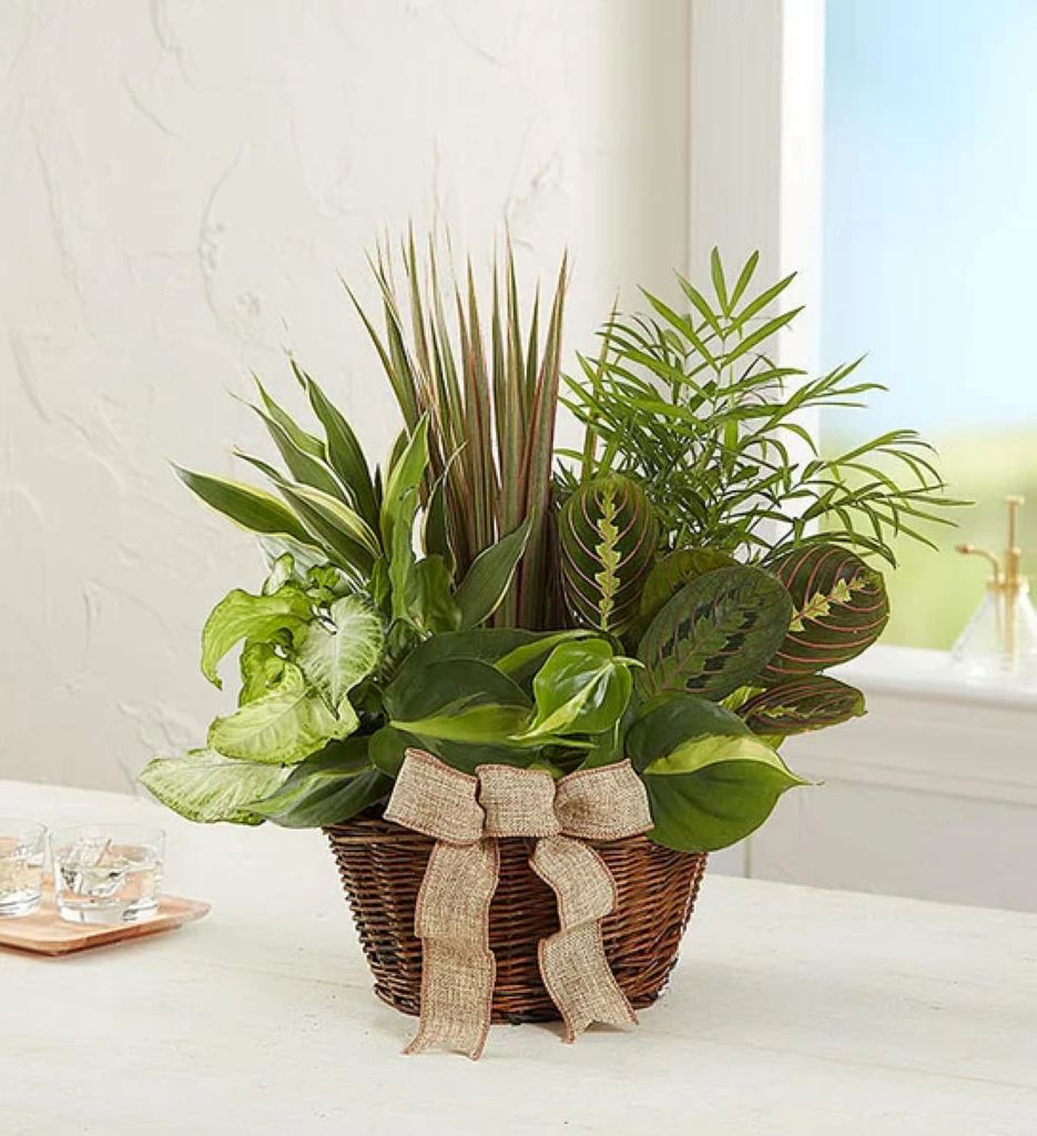 Classic Dish Garden – North Star Blooms, Roseville MN