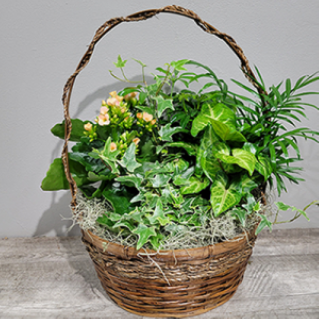 European Garden – North Star Blooms, Roseville MN