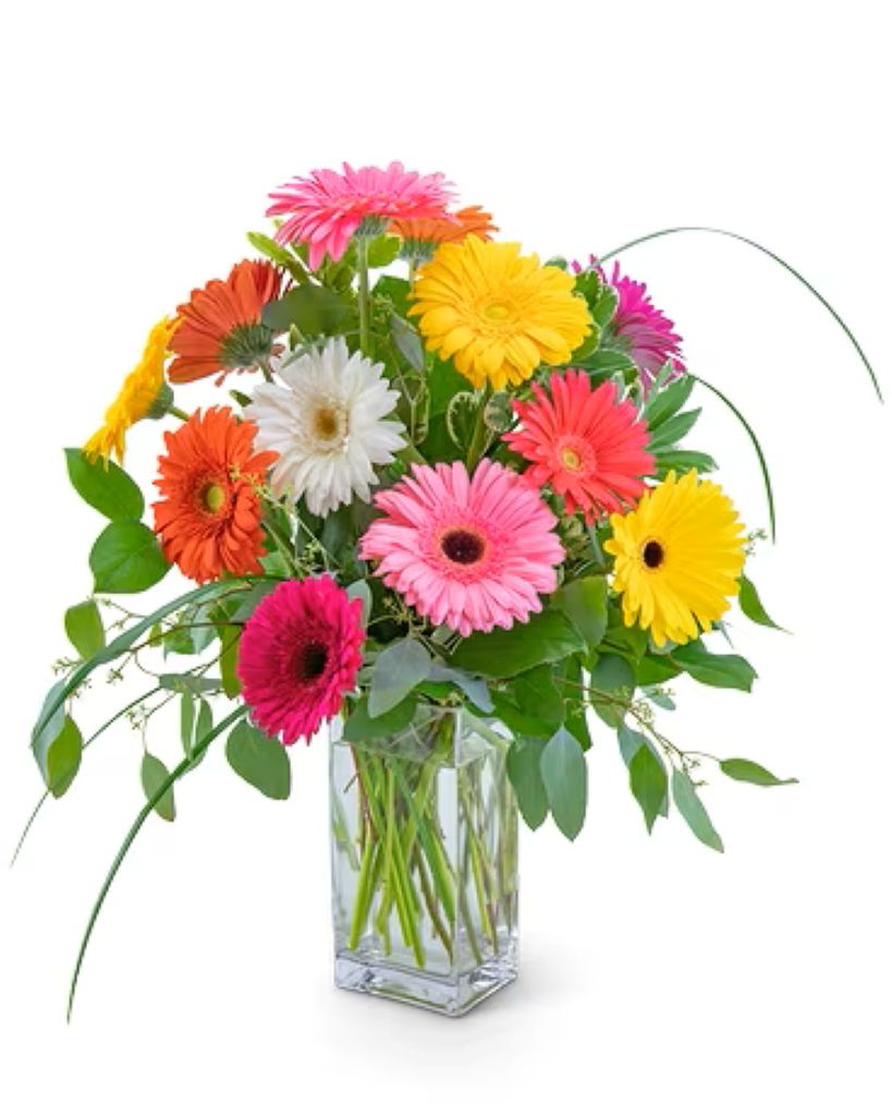 Mixed Gerbera Daisy's