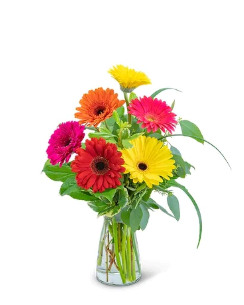 Mixed Gerbera Daisy's – North Star Blooms, Roseville MN