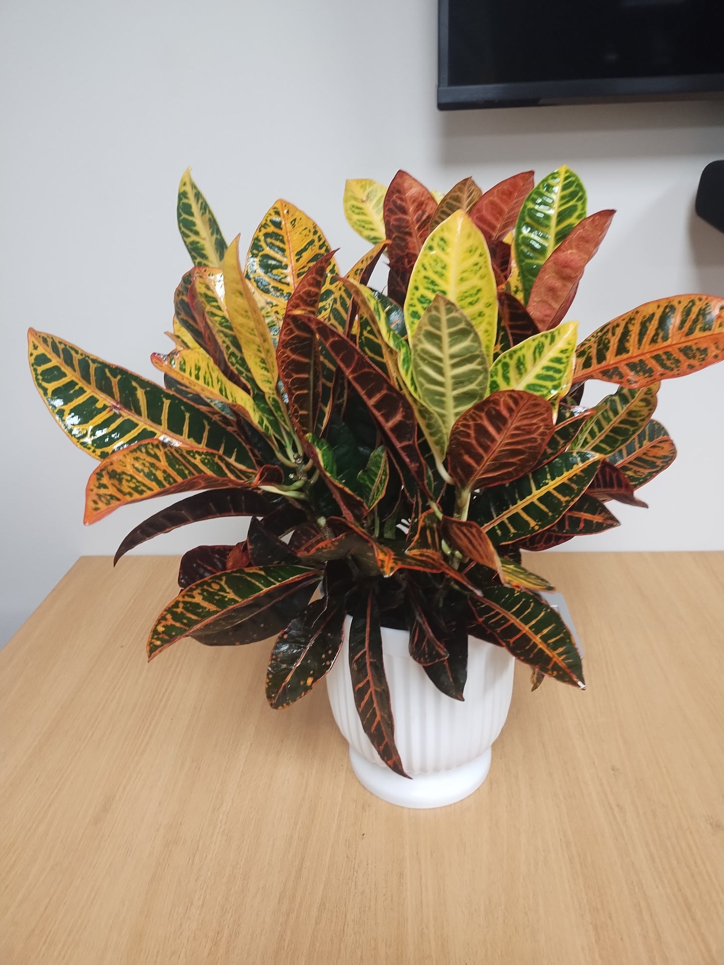 Croton Plant