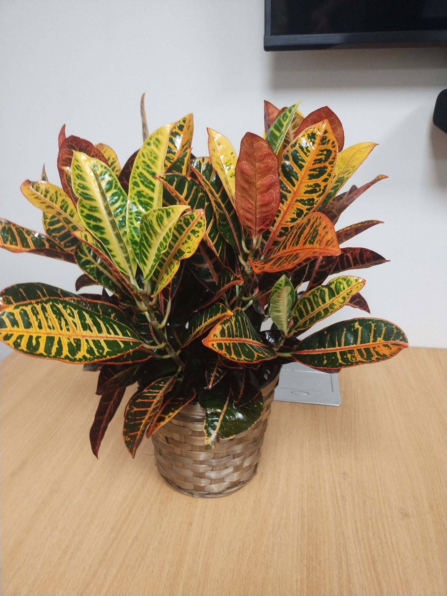 Croton Plant