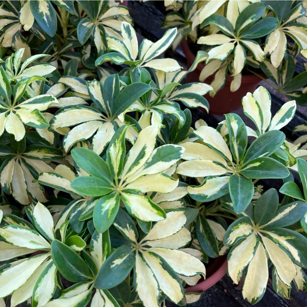 Arboricola Plant – North Star Blooms, Roseville MN