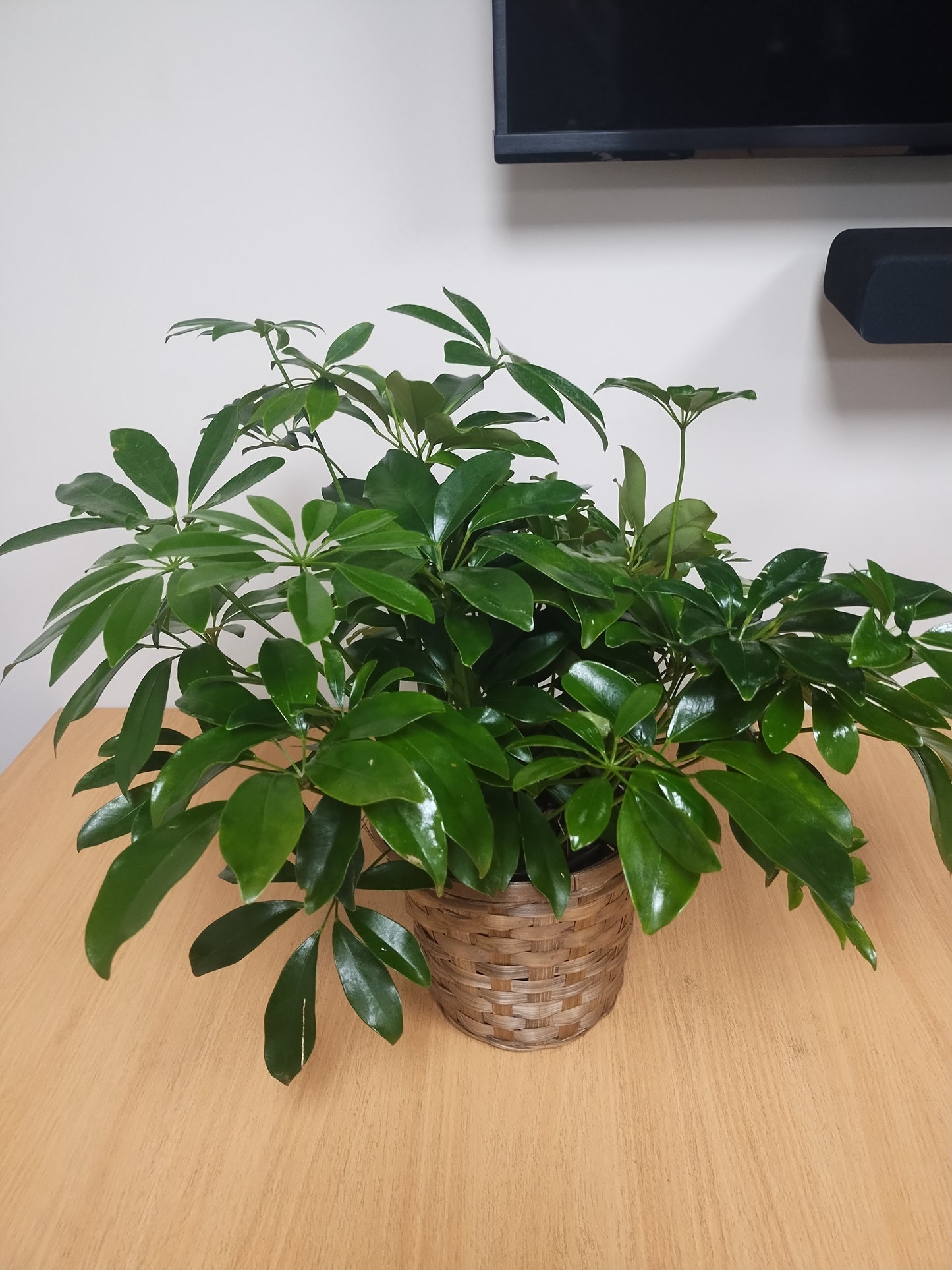 Arboricola Plant