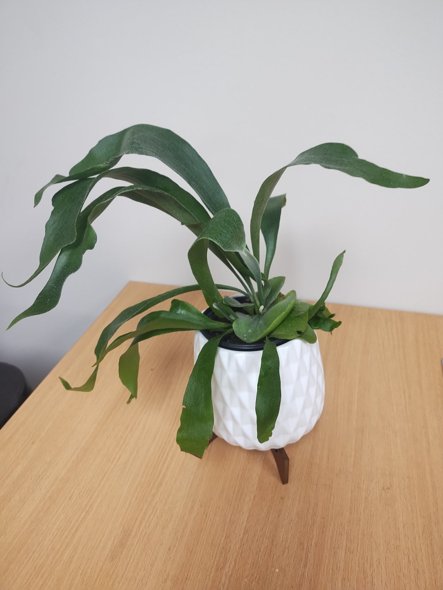 The Ceramic Antler