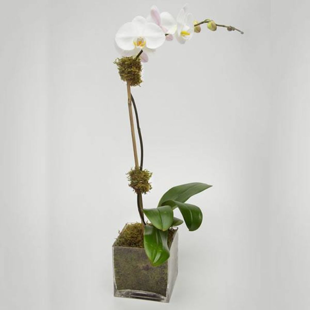 Orchid