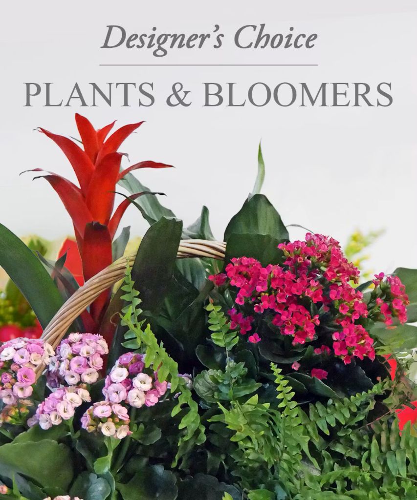 Plants and Bloomers Designer's Choice – North Star Blooms, Roseville MN