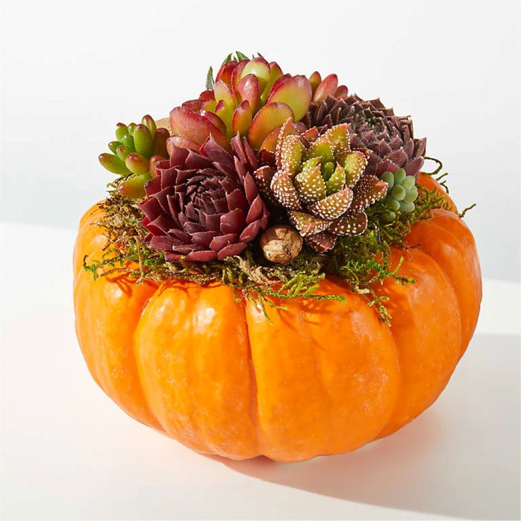 Pumpkin Succulent Garden – North Star Blooms, Roseville MN