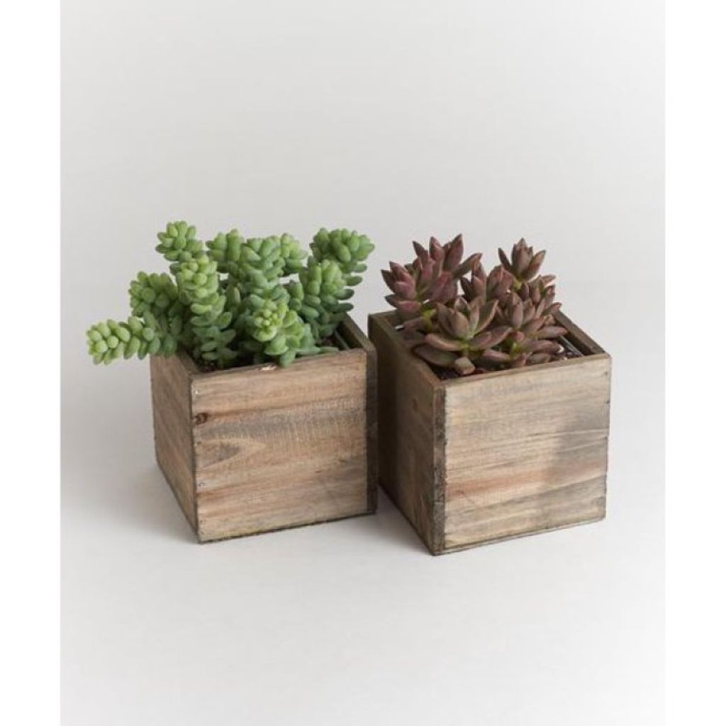 A Single Succulent – North Star Blooms, Roseville MN