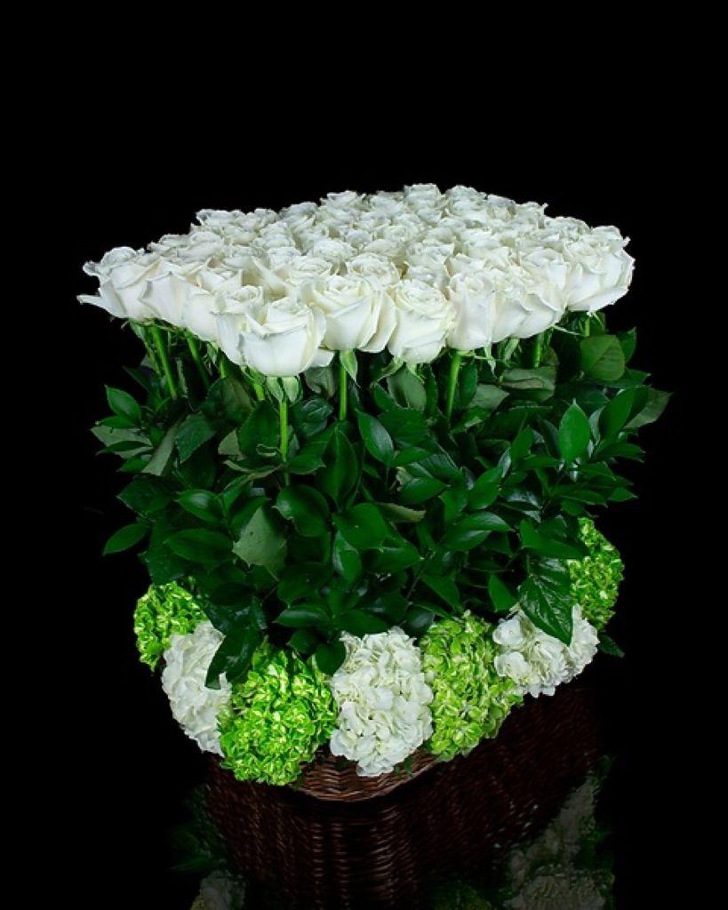 White Rose Hedge – North Star Blooms, Roseville MN