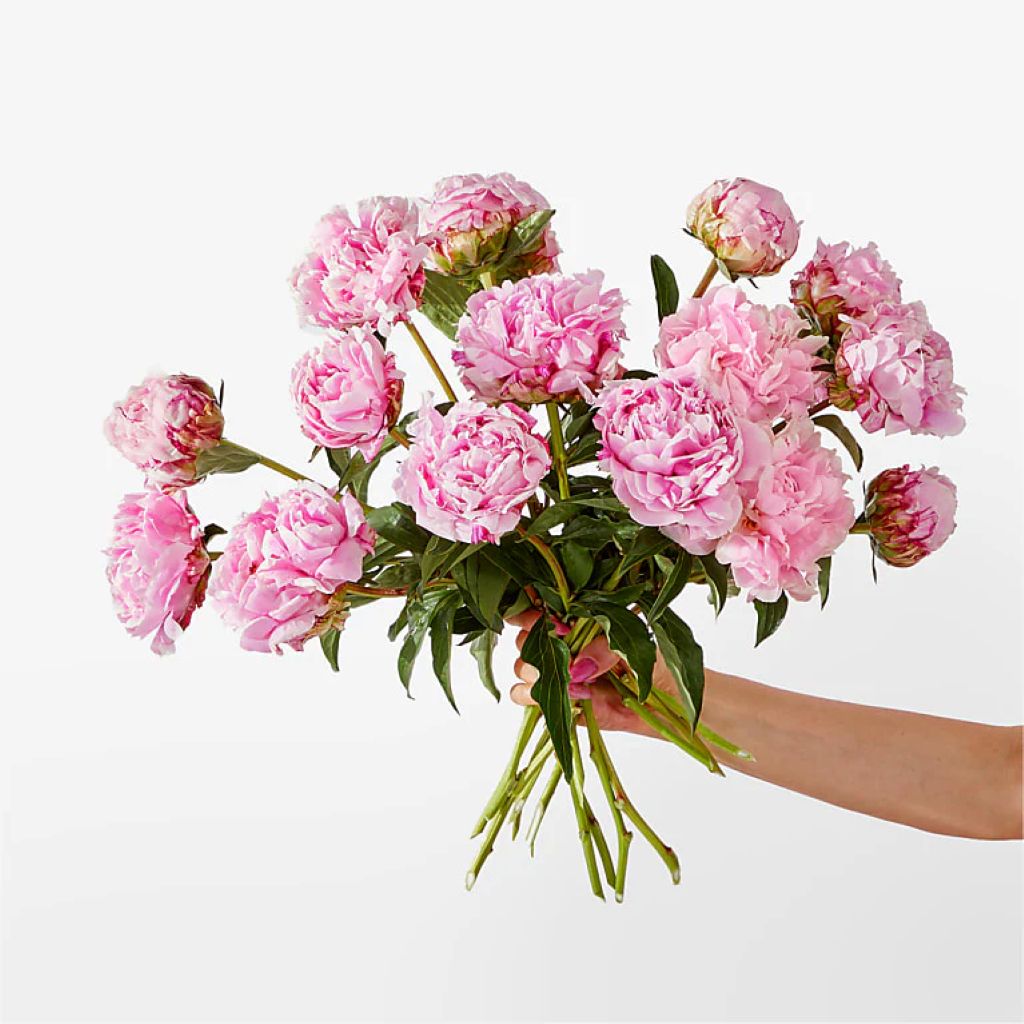 Fresh Peony Bouque