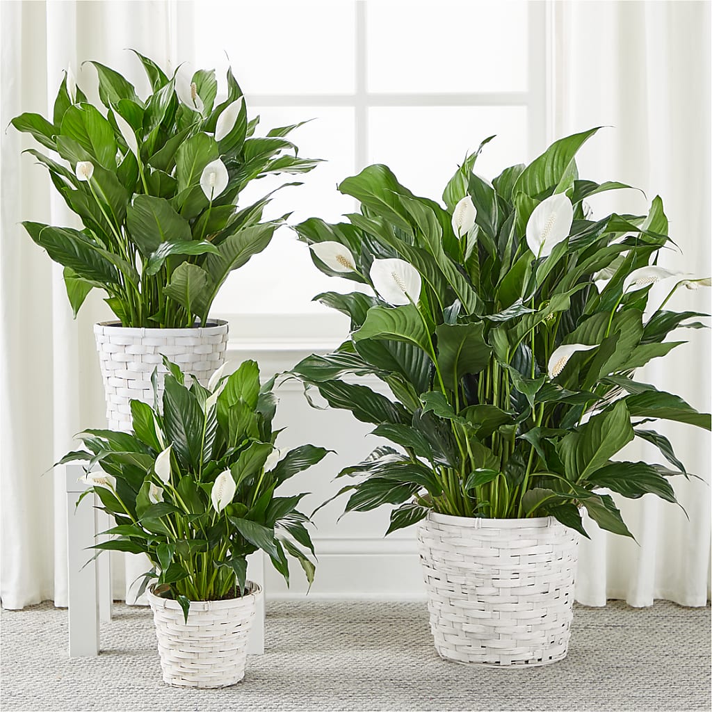 A New Leaf Peace Lily – North Star Blooms, Roseville MN