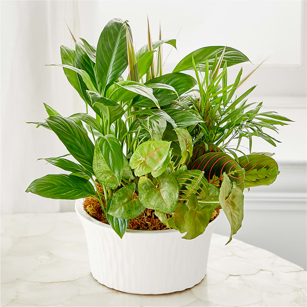 Balance & Harmony Dishgarden – North Star Blooms, Roseville MN