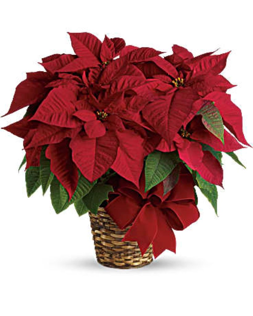 Red Poinsettia