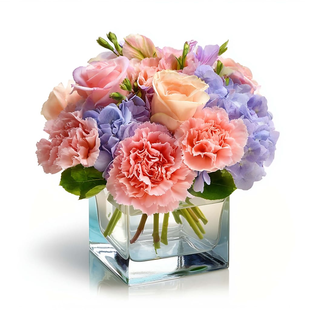 Midnight Blush – North Star Blooms, Roseville MN
