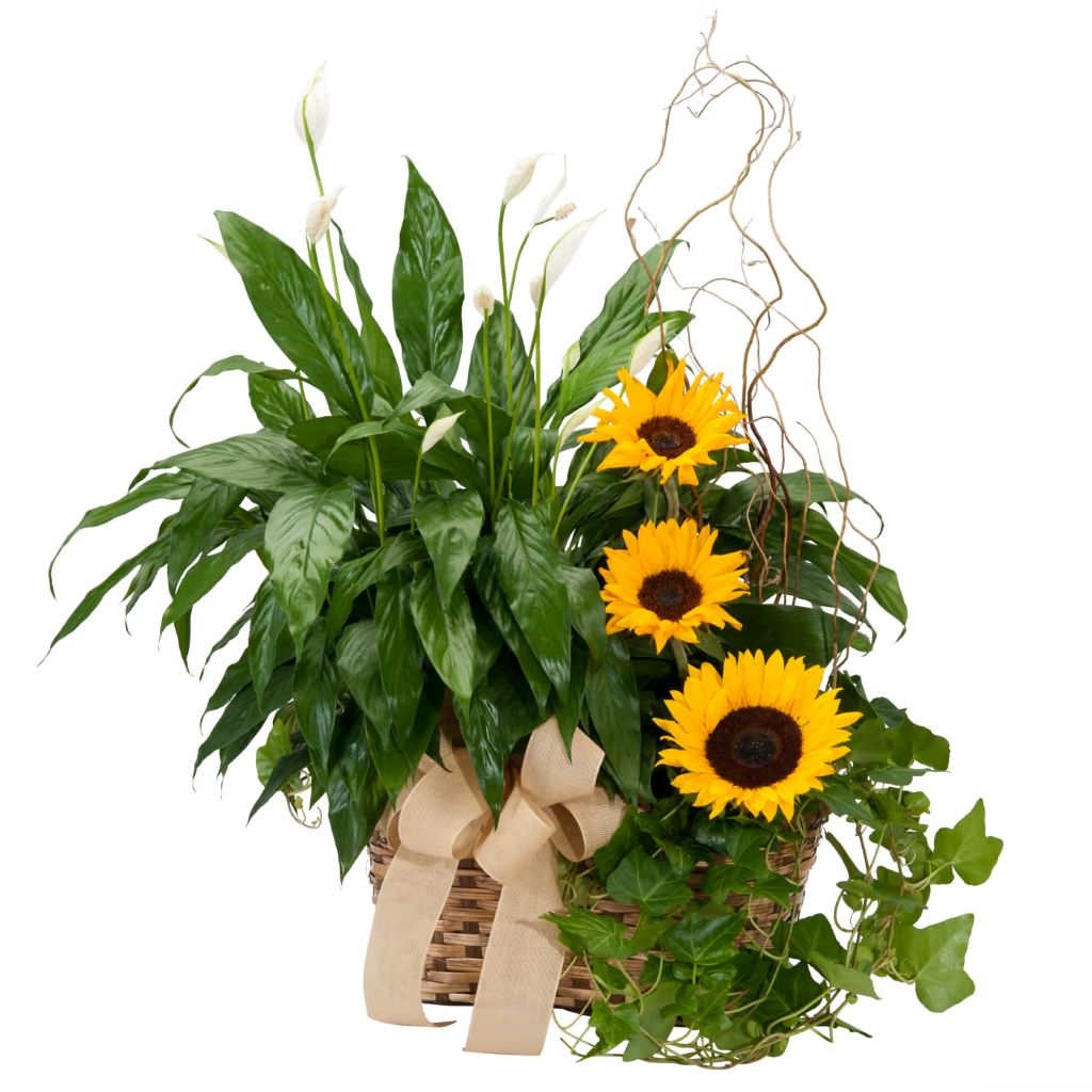 Plant And Sunshine