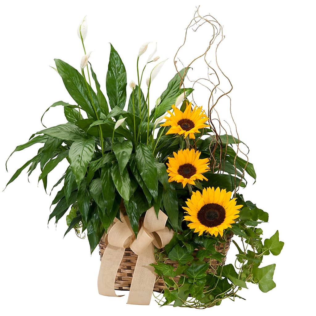 Plant And Sunshine