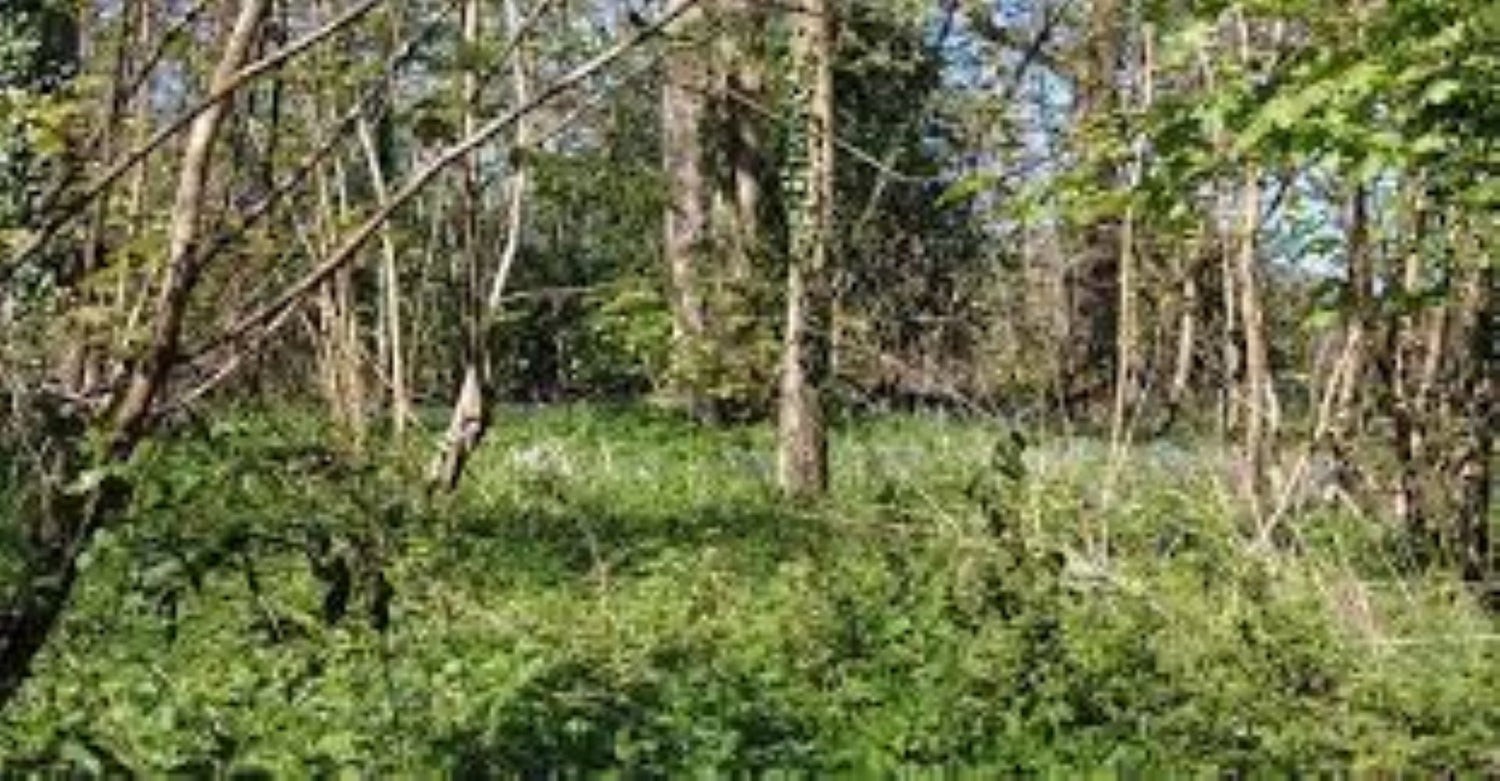 Natural Woodland  Sympathy Collection