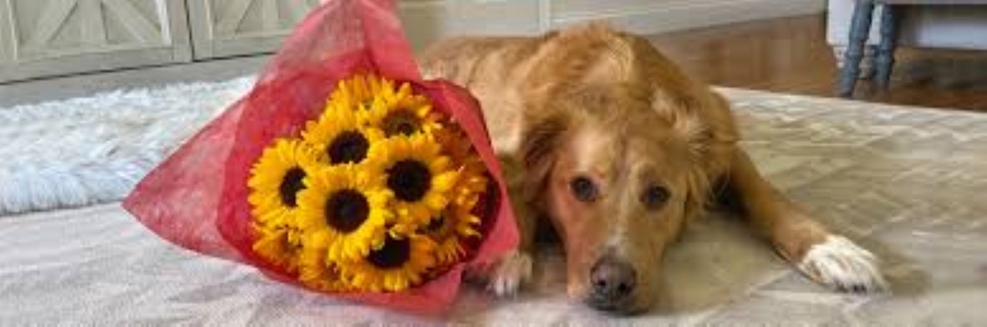 Pet Sympathy Flowers